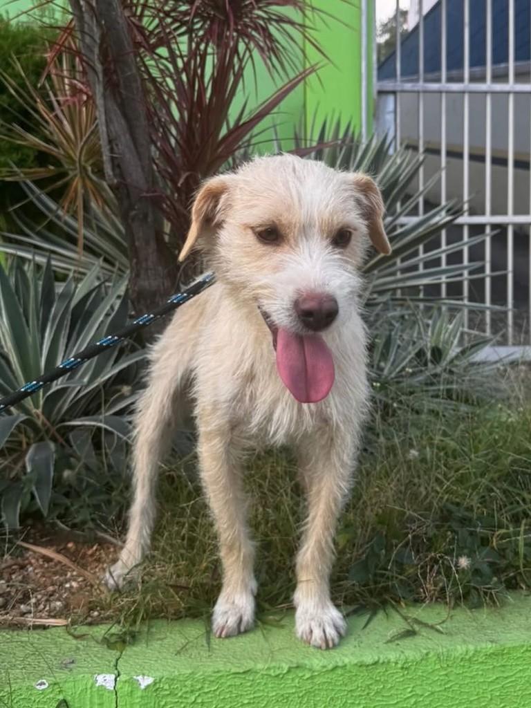 Paçoca, cachorro de porte médio para adoção em Campinas - SP