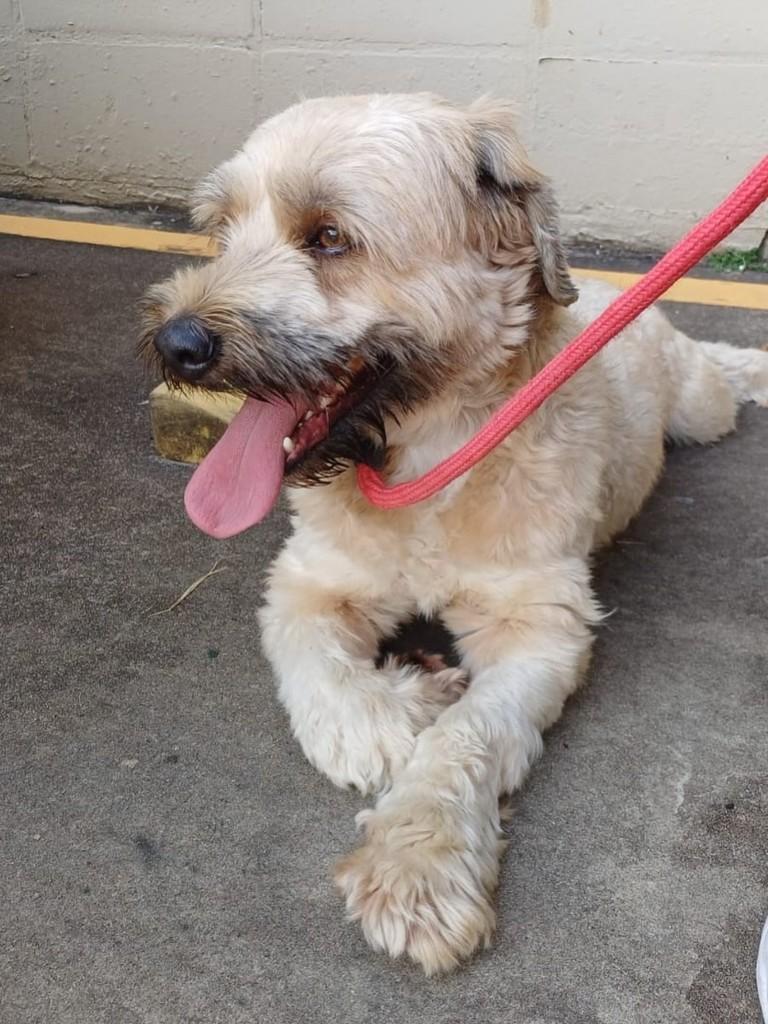 Billy, cachorro de porte médio para adoção em Campinas - SP