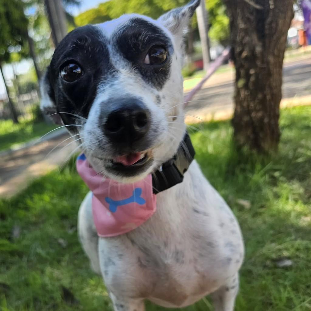 She-ra, cadela de porte pequeno para adoção em Campinas - SP
