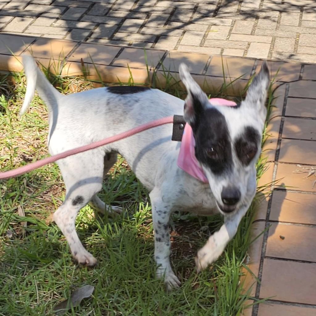 She-ra, cadela de porte pequeno para adoção em Campinas - SP — foto 4 de 6