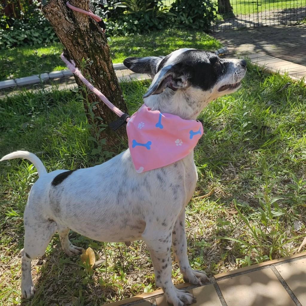 She-ra, cadela de porte pequeno para adoção em Campinas - SP — foto 5 de 6