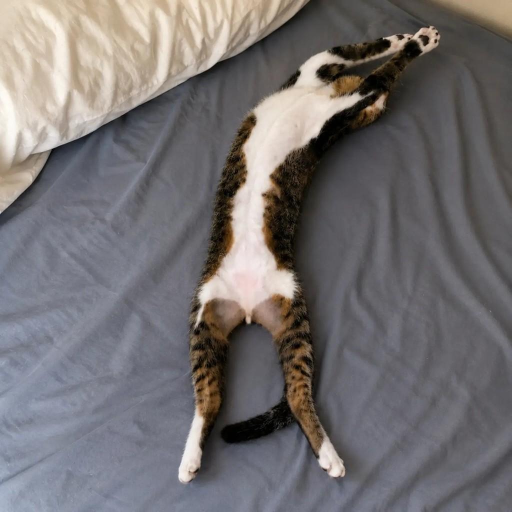 Meruen, gato de porte pequeno para adoção em Salvador - BA — foto 3 de 4