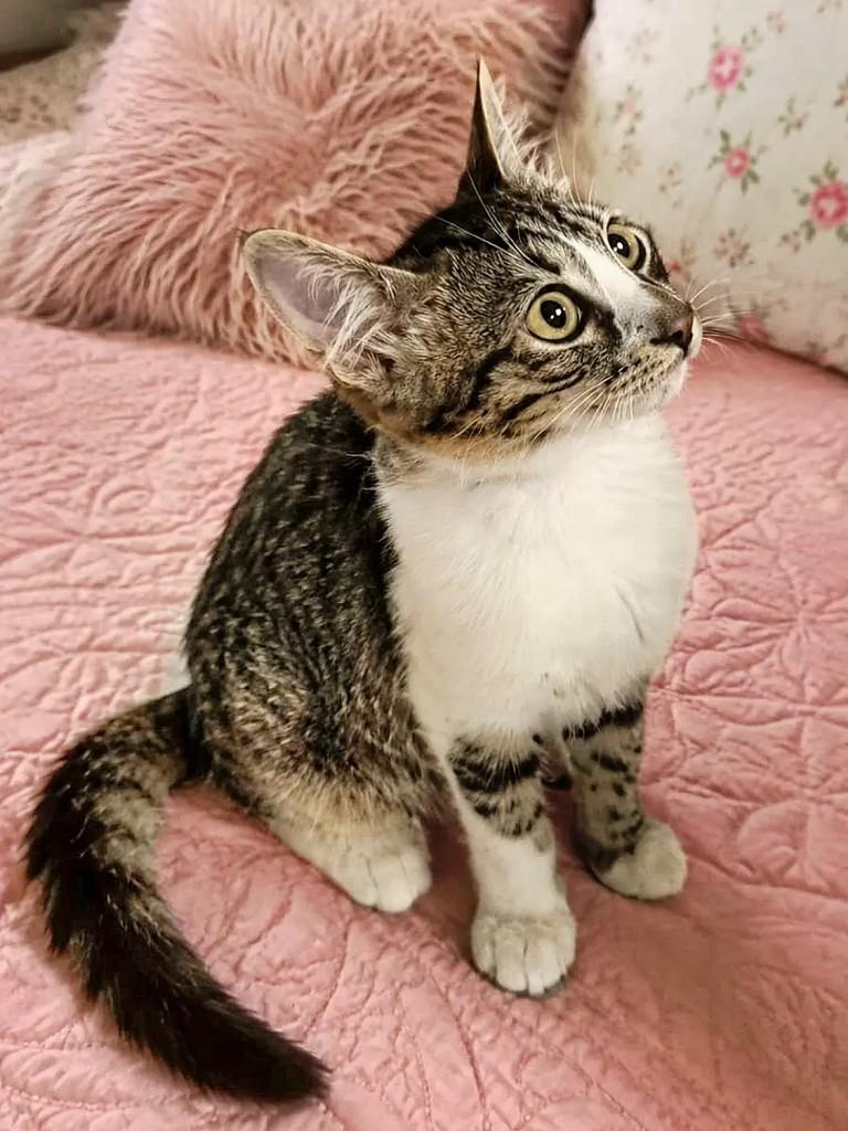 Biju, gata de porte pequeno para adoção em Salvador - BA