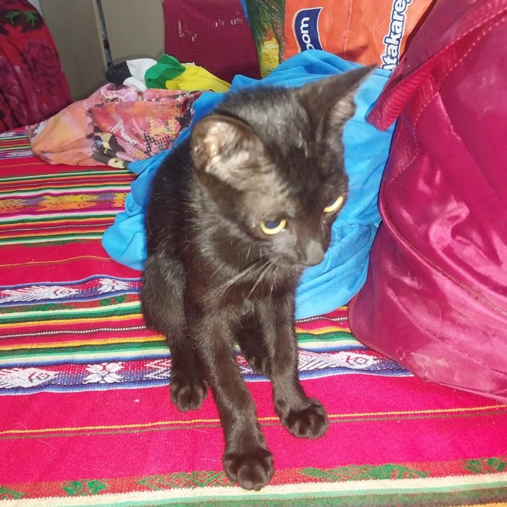 Pretinha, gata de porte pequeno para adoção em Salvador - BA