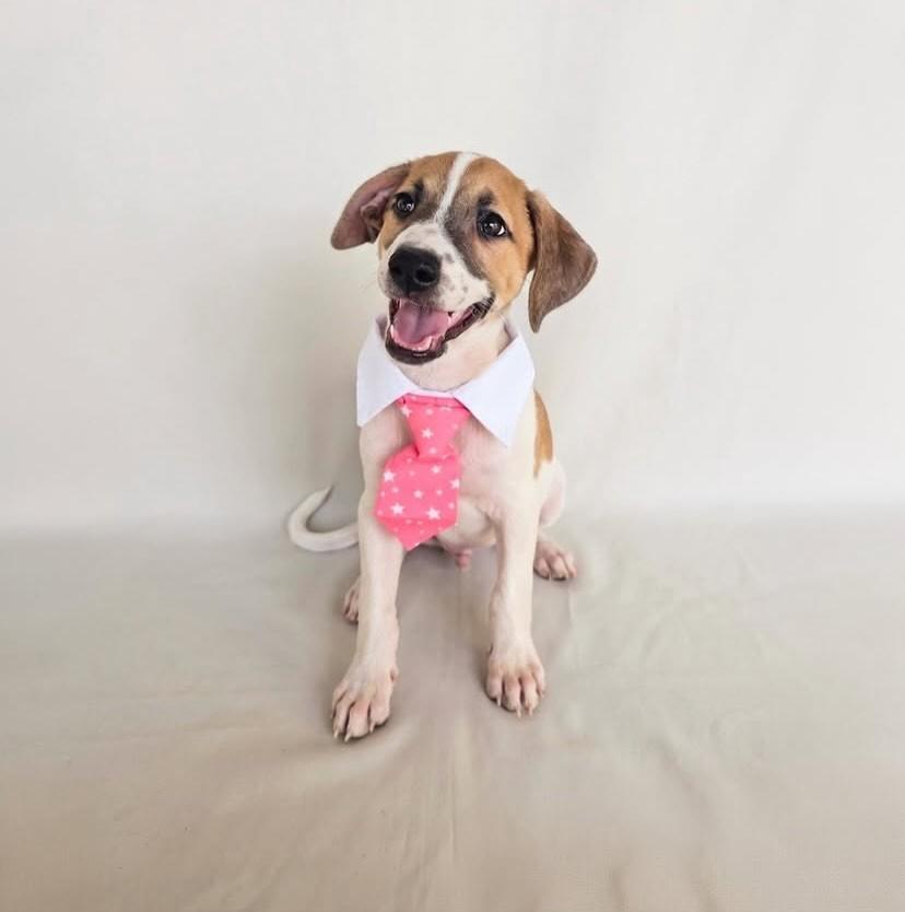 Louis, cachorro de porte médio para adoção em Salvador - BA