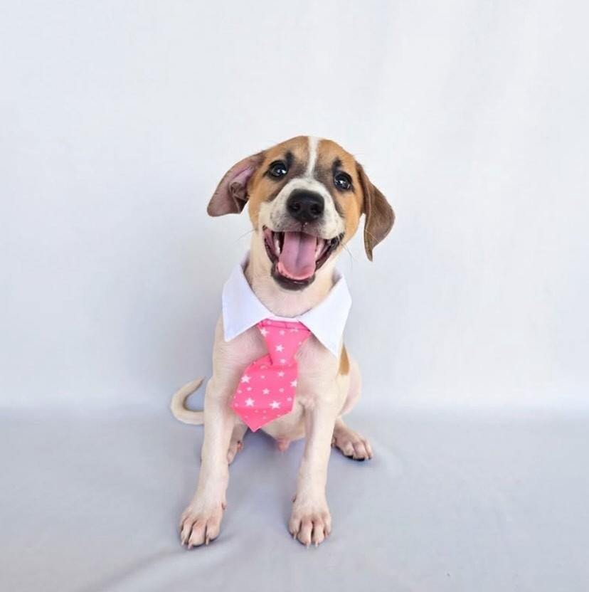 Louis, cachorro de porte médio para adoção em Salvador - BA — foto 3 de 3