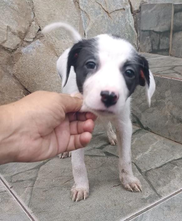 Bebezinha, cachorro de porte pequeno para adoção em Salvador - BA