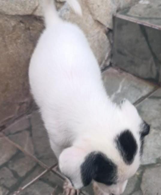 Bebezinha, cachorro de porte pequeno para adoção em Salvador - BA — foto 2 de 2