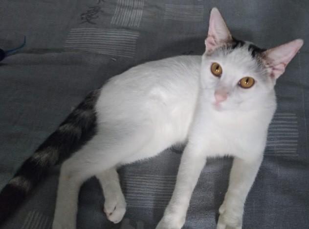 Branquinho, gato de porte pequeno para adoção em Salvador - BA