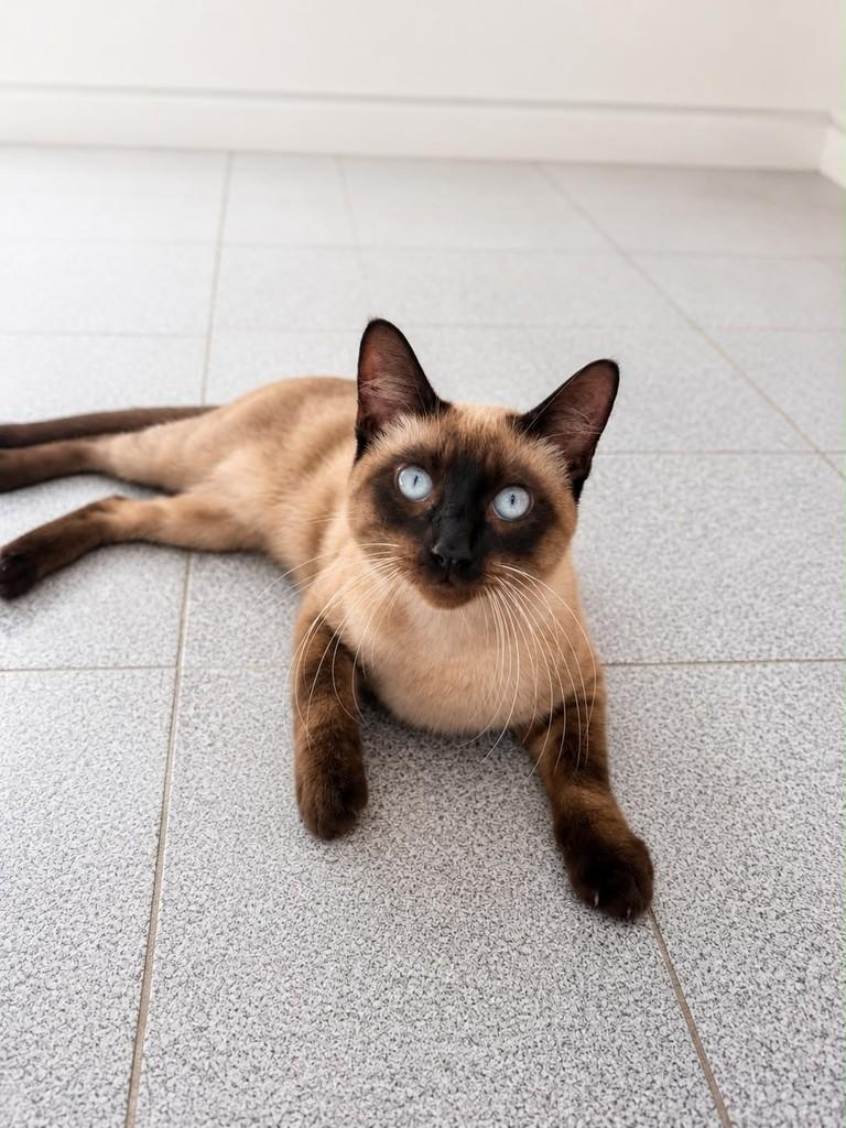 Eros, gato de porte pequeno para adoção em Salvador - BA — foto 2 de 4