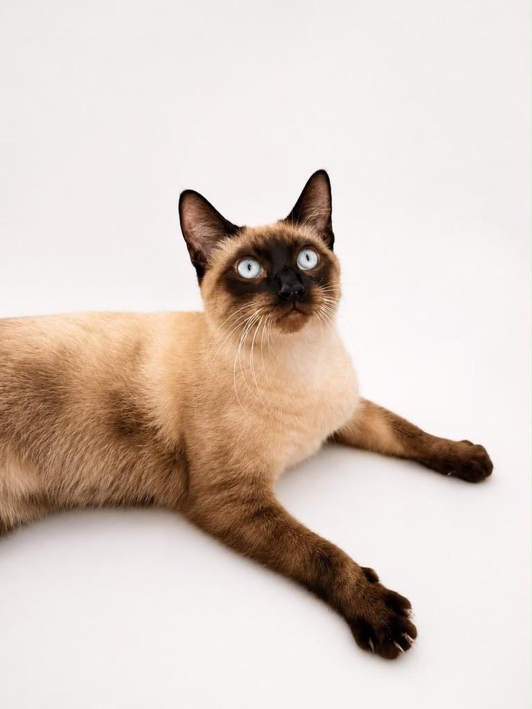 Eros, gato de porte pequeno para adoção em Salvador - BA — foto 3 de 4