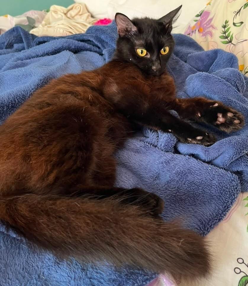 Luma, gata de porte médio para adoção em Salvador - BA