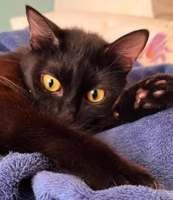 Luma, gata de porte médio para adoção em Salvador - BA — foto 2 de 2