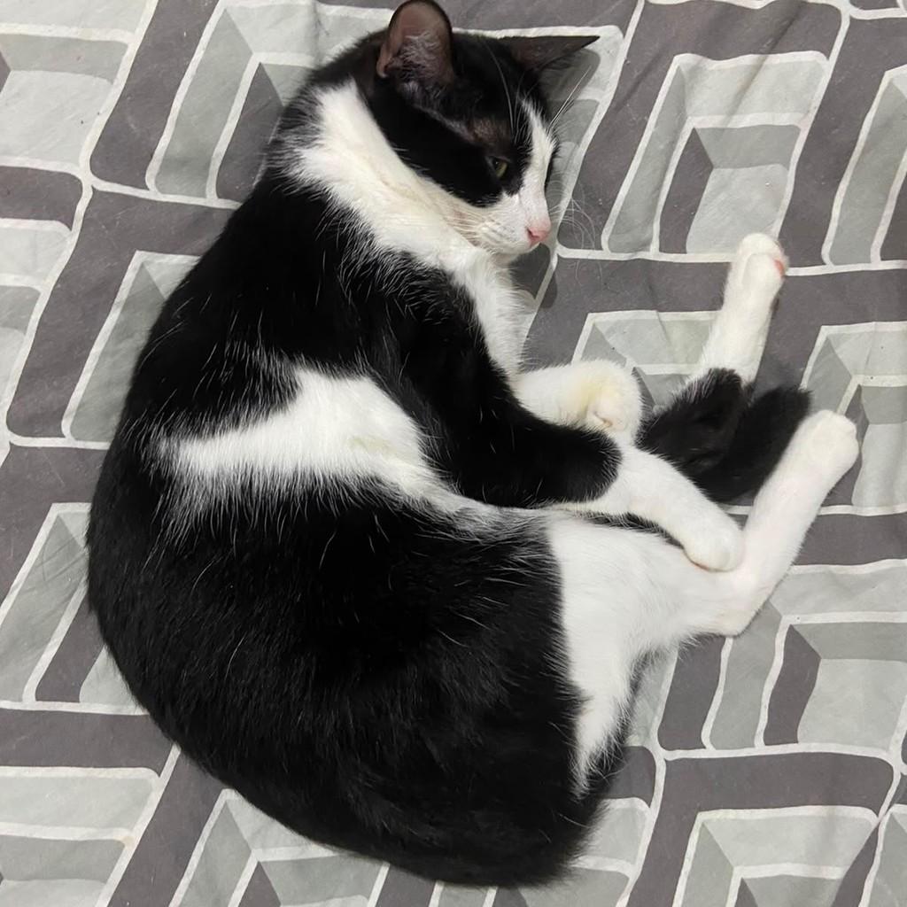 Mia, gata de porte pequeno para adoção em Salvador - BA — foto 2 de 5