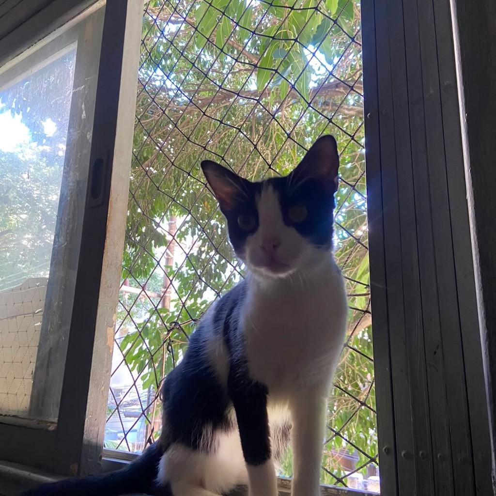 Mia, gata de porte pequeno para adoção em Salvador - BA — foto 4 de 5