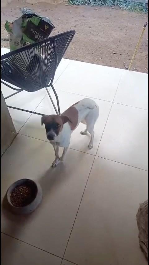 Doguínea, cadela de porte médio para adoção em Salvador - BA