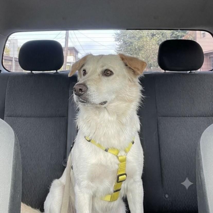 Marley, cachorro de porte médio para adoção em Salvador - BA