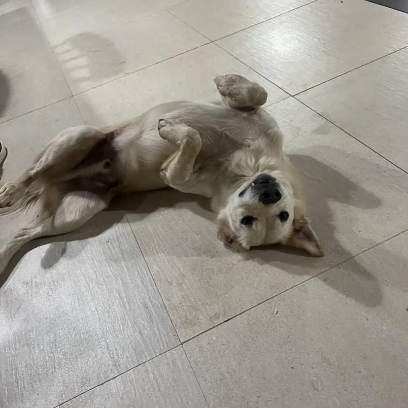 Marley, cachorro de porte médio para adoção em Salvador - BA — foto 2 de 3