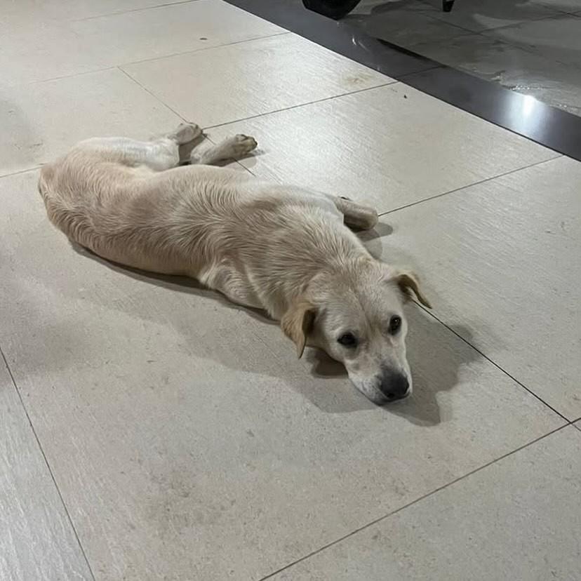 Marley, cachorro de porte médio para adoção em Salvador - BA — foto 3 de 3