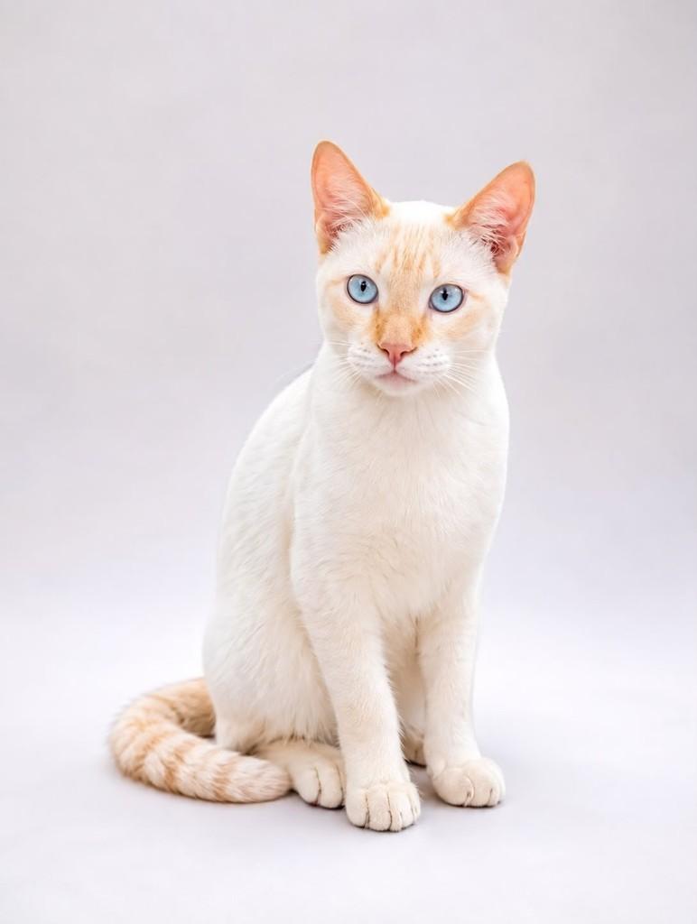 Apolo, gato de porte pequeno para adoção em Salvador - BA