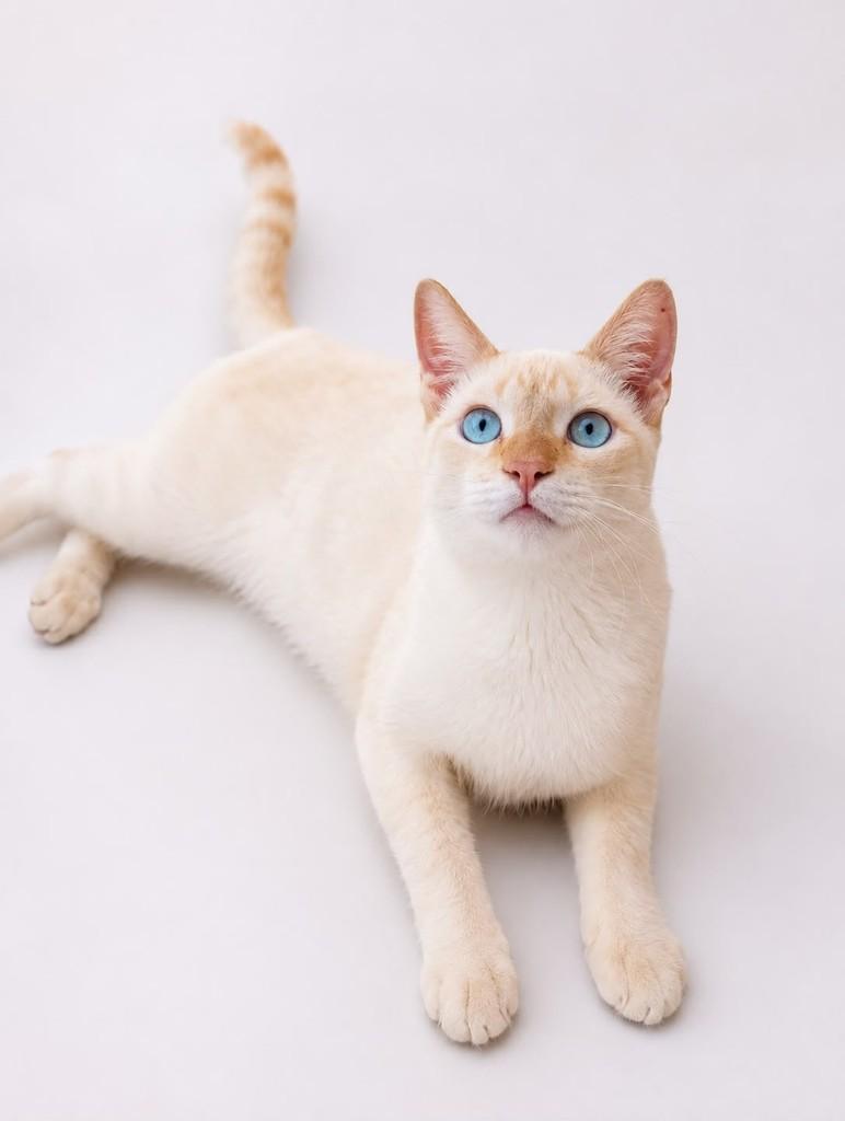 Apolo, gato de porte pequeno para adoção em Salvador - BA — foto 2 de 4