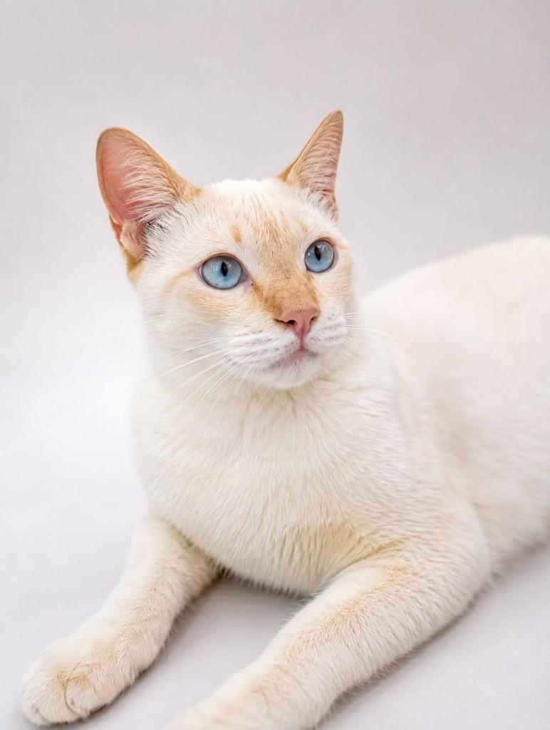 Apolo, gato de porte pequeno para adoção em Salvador - BA — foto 4 de 4