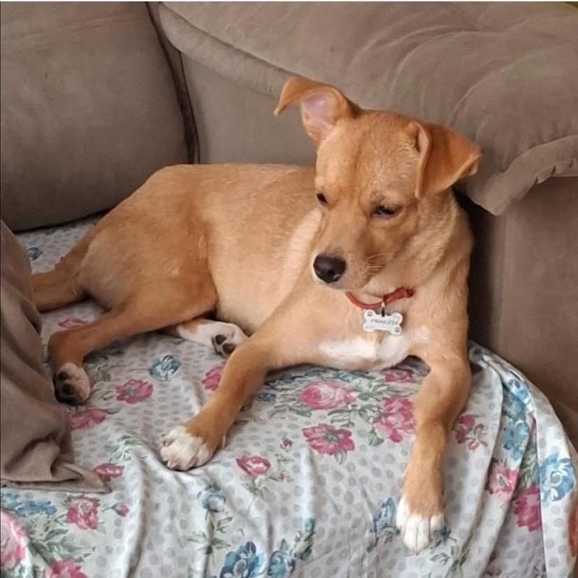 Mel, cadela de porte pequeno para adoção em Salvador - BA
