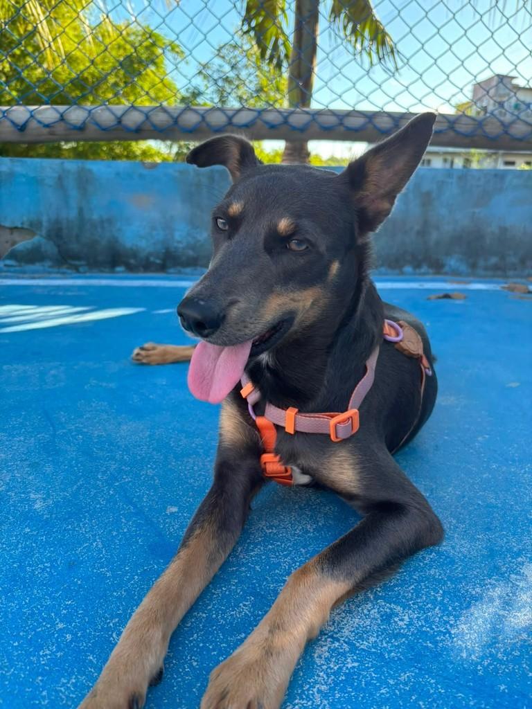 Chico, cachorro de porte médio para adoção em Salvador - BA