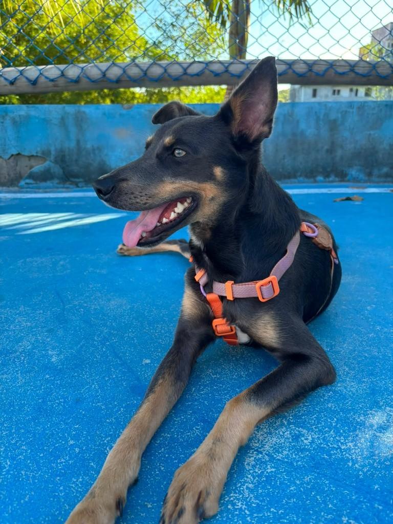 Chico, cachorro de porte médio para adoção em Salvador - BA — foto 2 de 2