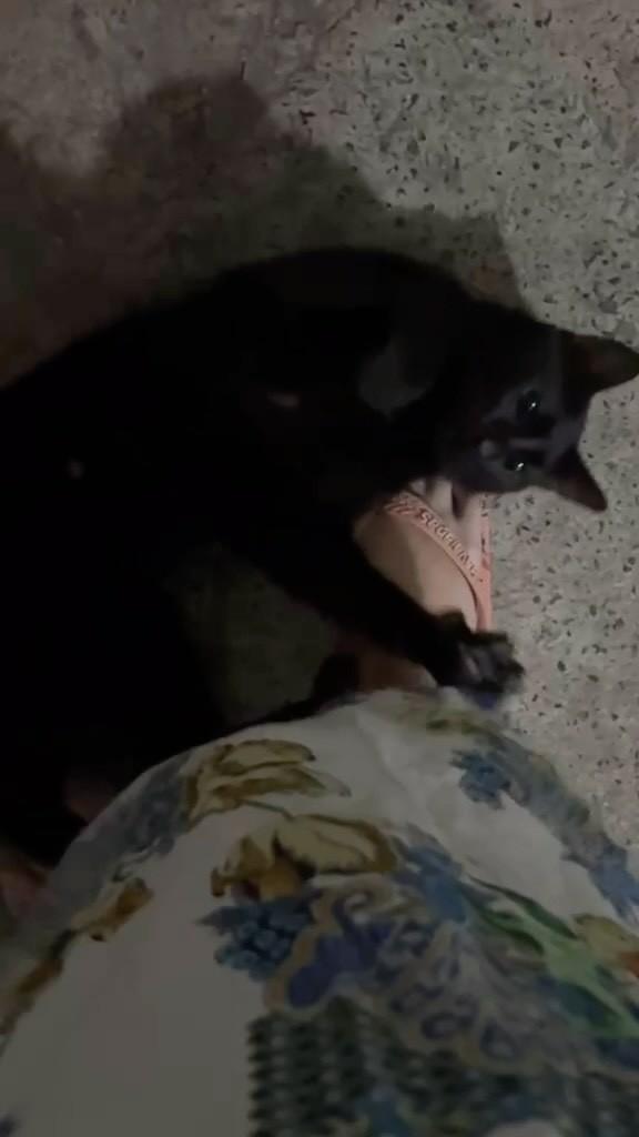 Gatonildo, gato para adoção em Salvador - BA