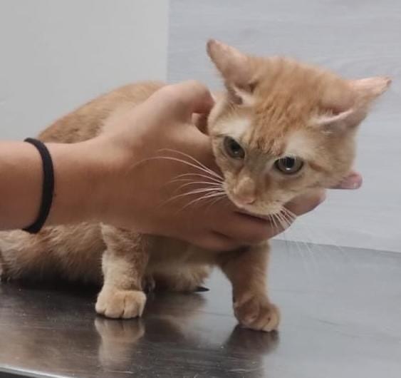 Sol, gata de porte pequeno para adoção em Salvador - BA