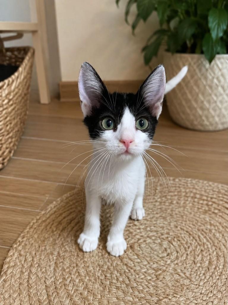 Snoppy, gato de porte pequeno para adoção em Salvador - BA