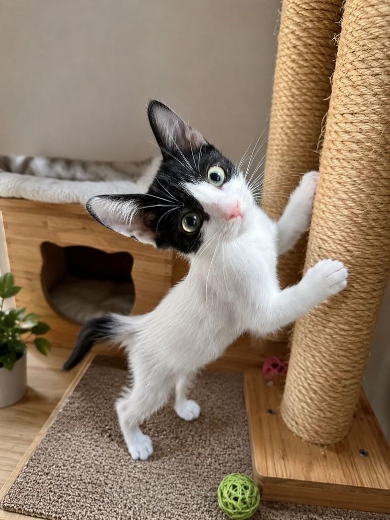 Snoppy, gato de porte pequeno para adoção em Salvador - BA — foto 2 de 2