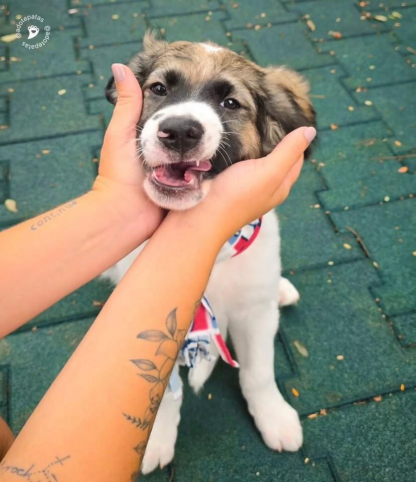 Júpiter, cachorro de porte médio para adoção em Salvador - BA