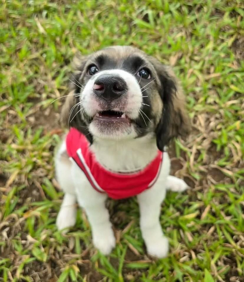 Júpiter, cachorro de porte médio para adoção em Salvador - BA — foto 2 de 4