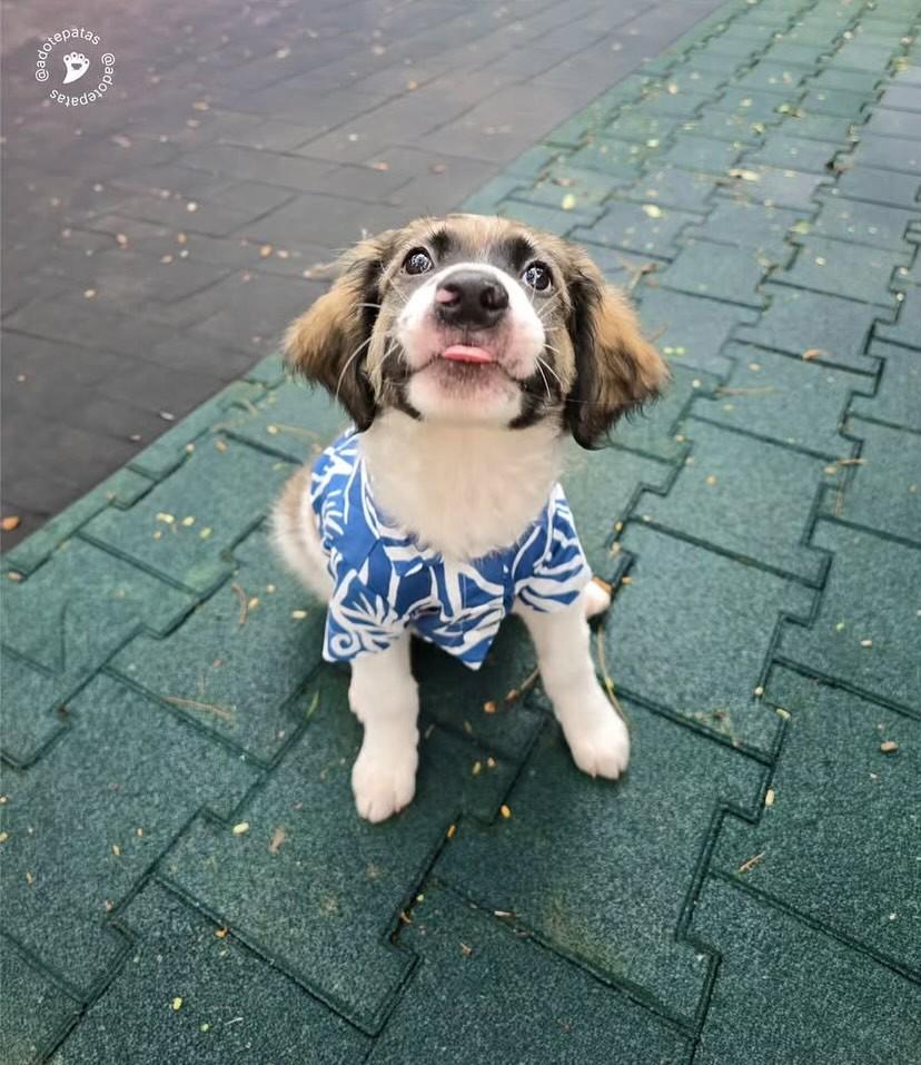 Júpiter, cachorro de porte médio para adoção em Salvador - BA — foto 3 de 4