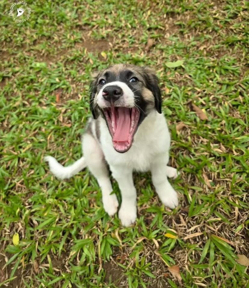 Júpiter, cachorro de porte médio para adoção em Salvador - BA — foto 4 de 4