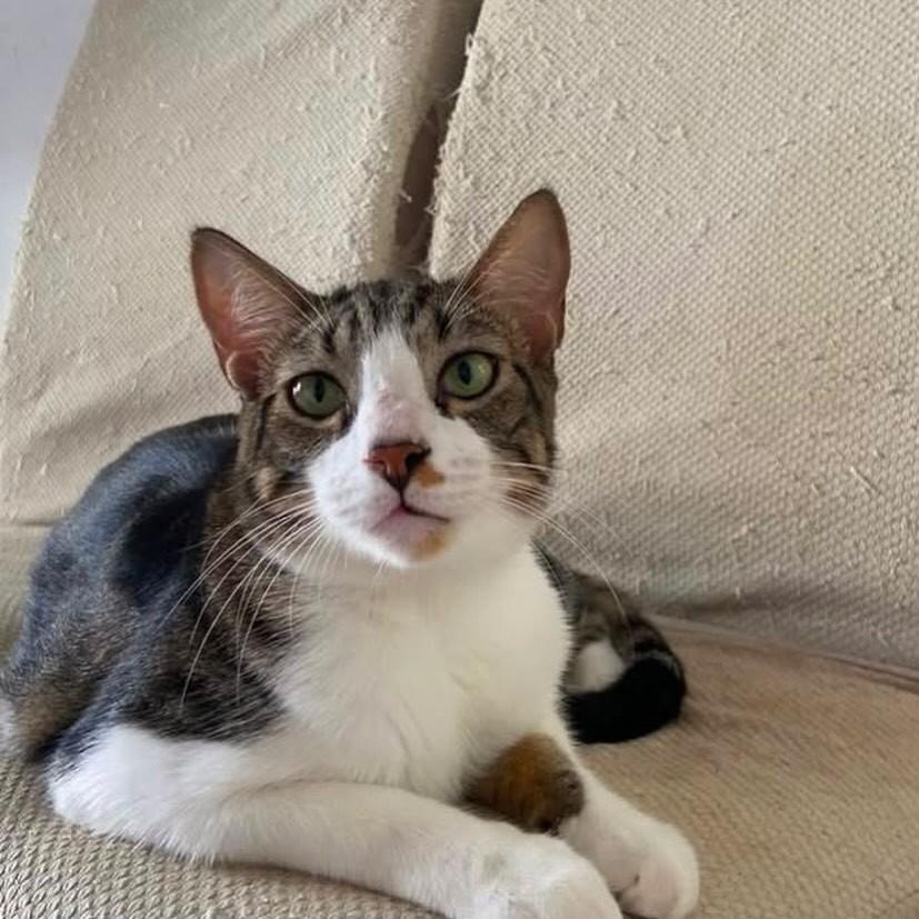Tigrinho, gato de porte grande para adoção em Salvador - BA