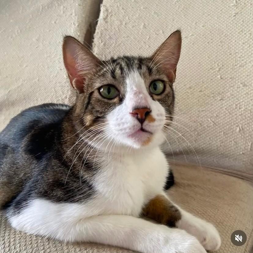 Tigrinho, gato de porte grande para adoção em Salvador - BA — foto 2 de 4