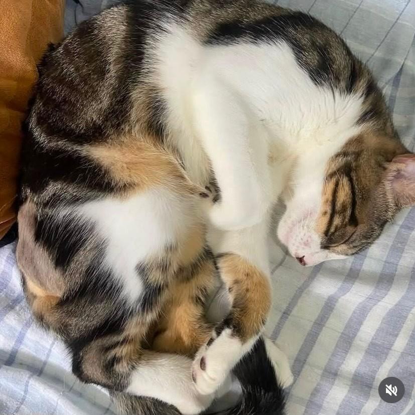 Tigrinho, gato de porte grande para adoção em Salvador - BA — foto 3 de 4
