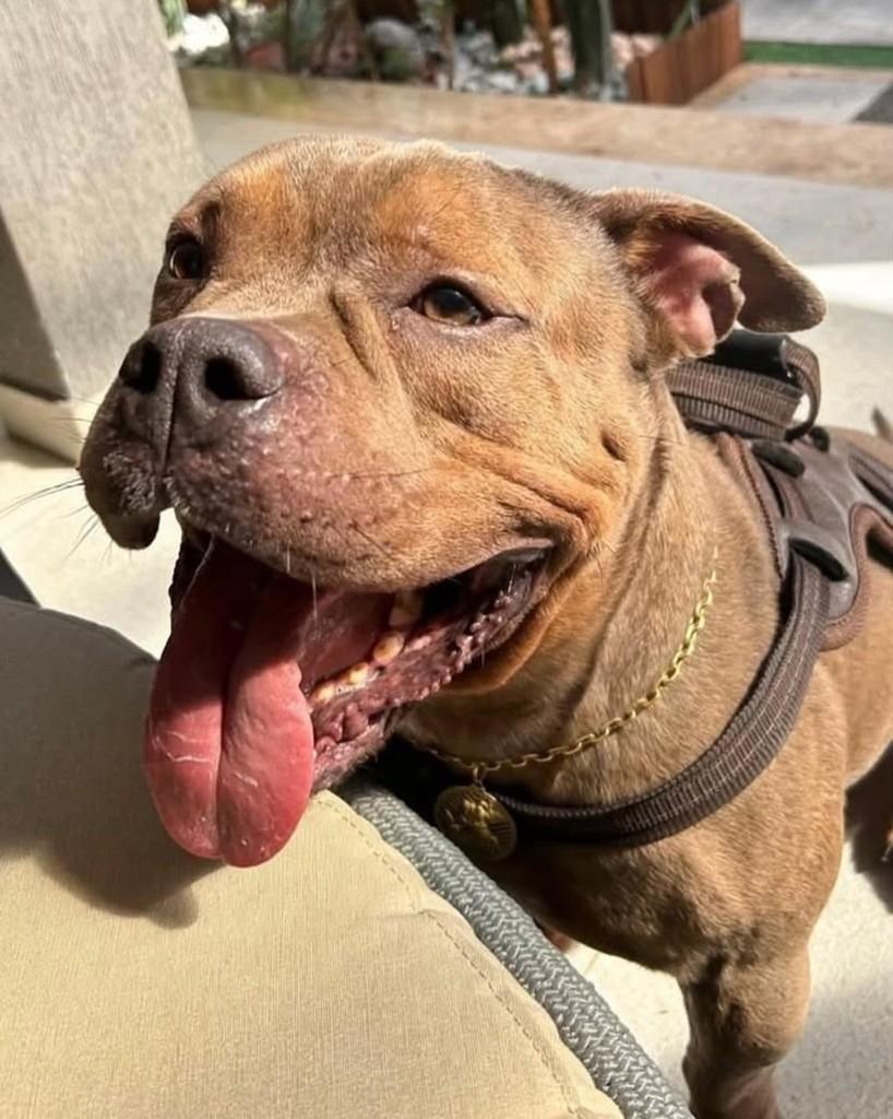 Zyon, cachorro de porte médio para adoção em Salvador - BA