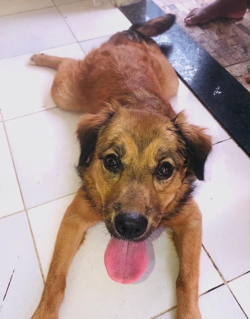 Bela, cadela de porte pequeno para adoção em Salvador - BA