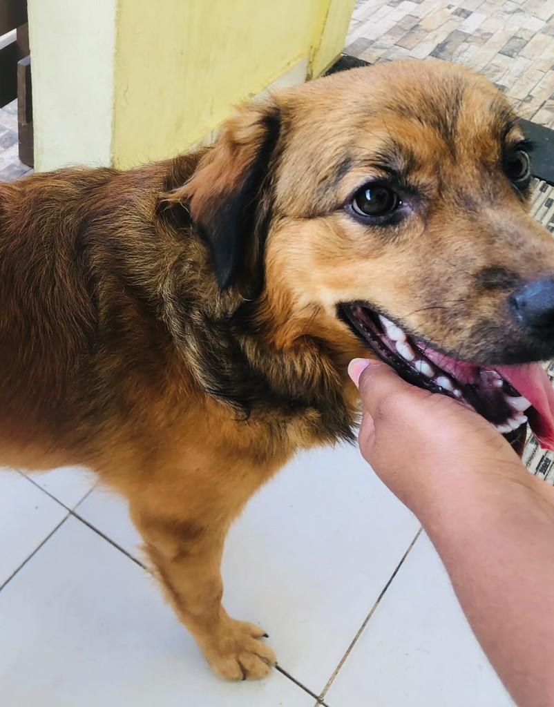 Bela, cadela de porte pequeno para adoção em Salvador - BA — foto 2 de 4
