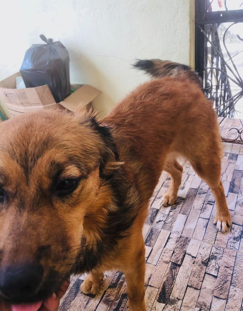Bela, cadela de porte pequeno para adoção em Salvador - BA — foto 3 de 4