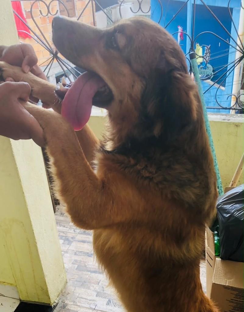 Bela, cadela de porte pequeno para adoção em Salvador - BA — foto 4 de 4