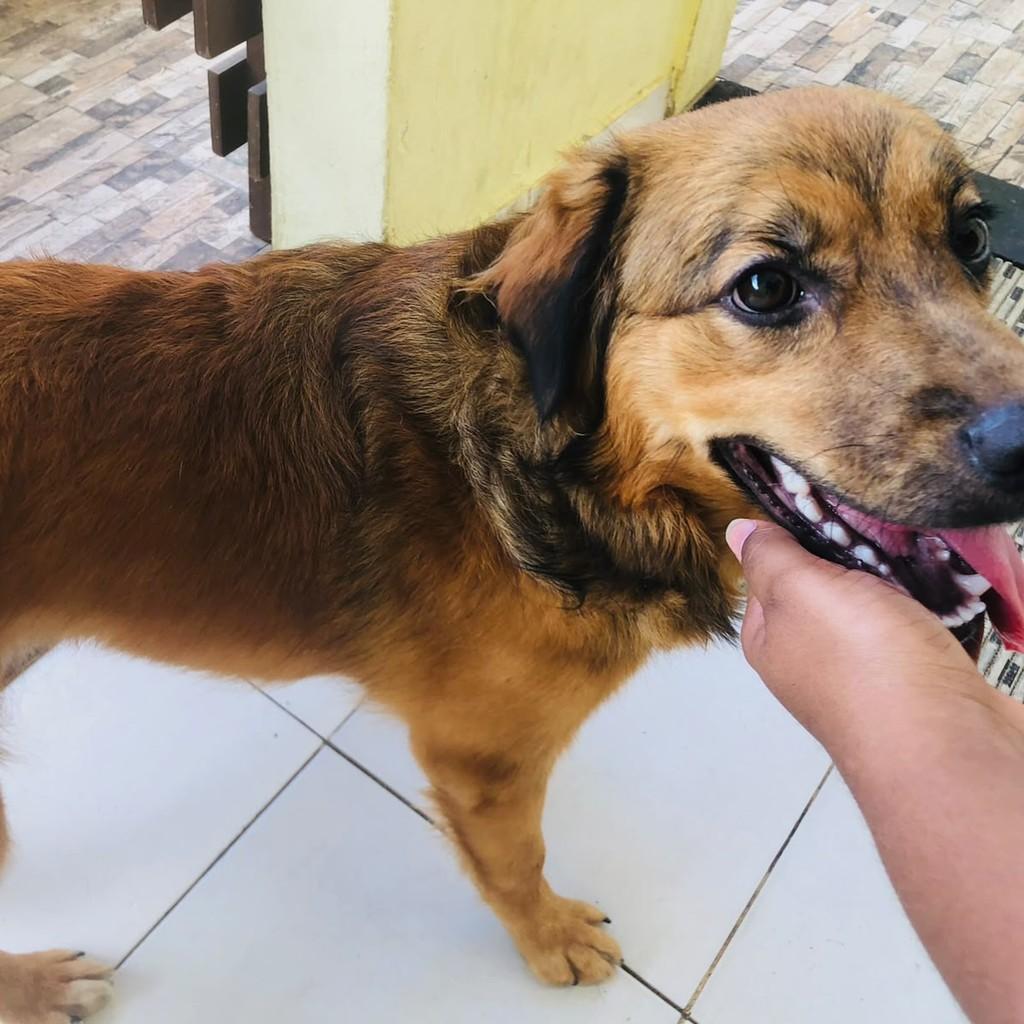 Belinha, cadela de porte médio para adoção em Salvador - BA