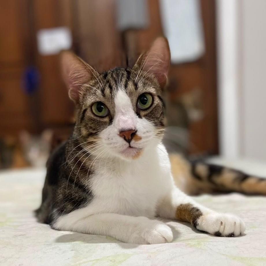 Bon Jovi, gato de porte médio para adoção em Salvador - BA — foto 4 de 5