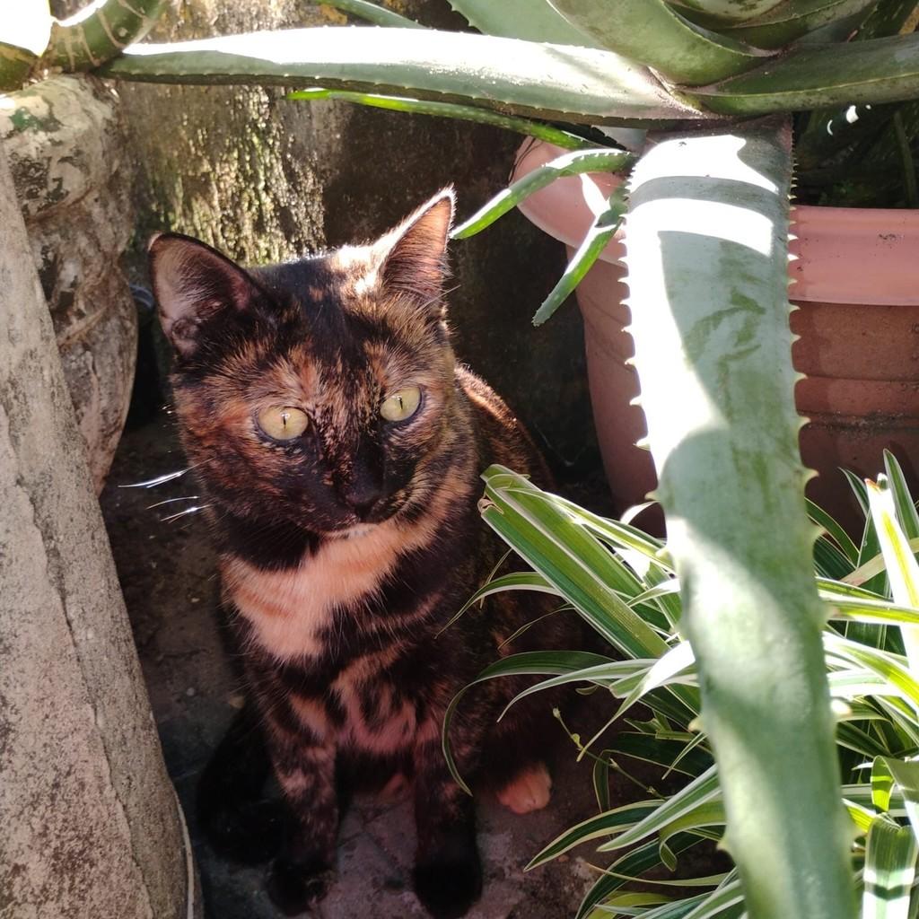 Gaia, gata de porte médio para adoção em Salvador - BA