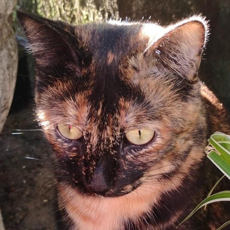 Gaia, gata de porte médio para adoção em Salvador - BA — foto 2 de 2