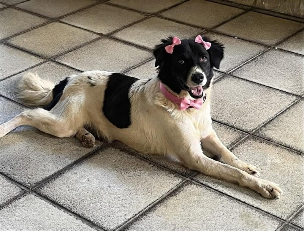 Ayla, cadela de porte médio para adoção em Salvador - BA
